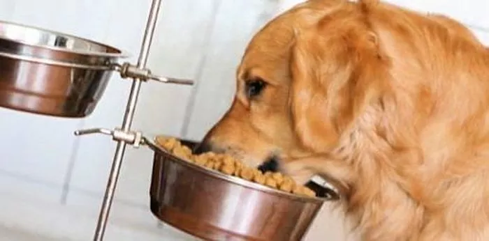 כיצד לבחור את המזון הנכון לכלבים