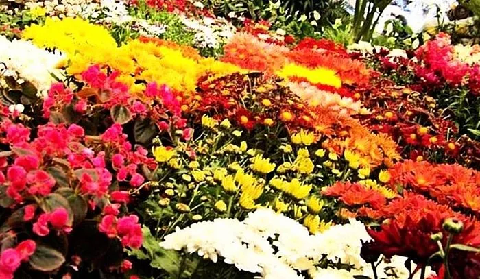 Milliseid lilli aeda istutada?