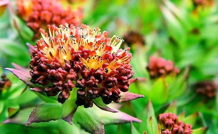 The use of Rhodiola rosea to restore the body