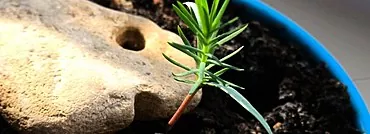 Bagaimana menanam pokok bonsai di rumah? Proses langkah dan persiapan untuknya