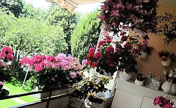 Apa saja kotak bunga balkon dan bagaimana cara membuatnya sendiri?