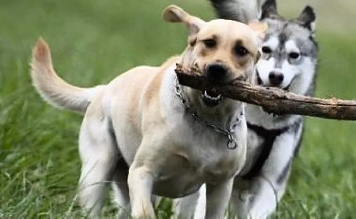 犬の訓練：犬のハンドラーの推奨事項