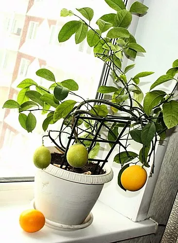 Je možné pestovať citrón doma?