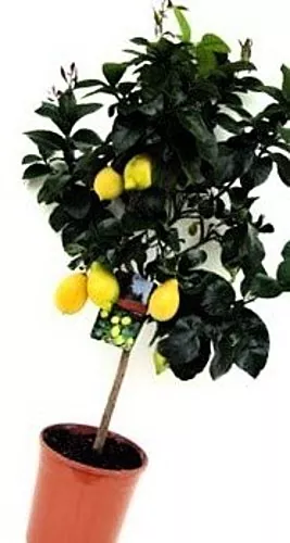 Je možné pestovať citrón doma?