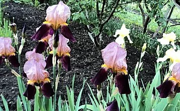 Vrste presaditve in razmnoževanja irisov