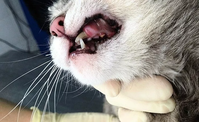 Com es tracten les lesions mandibulars en gats?