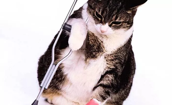 Com es tracten les lesions mandibulars en gats?