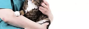 כיצד מטפלים בפגיעות בלסת אצל חתולים?