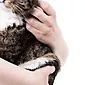Bagaimana perawatan luka rahang pada kucing?