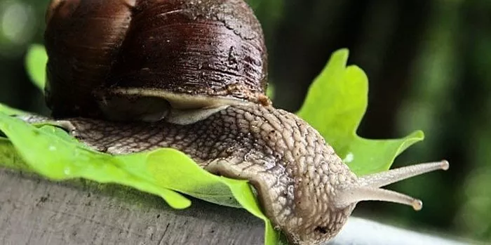 Giunsa makuha ang mga snail sa tanaman