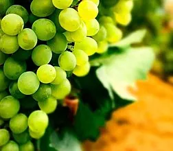Harta karun vitamin untuk kulit wajah - minyak biji anggur