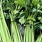 Celery puree
