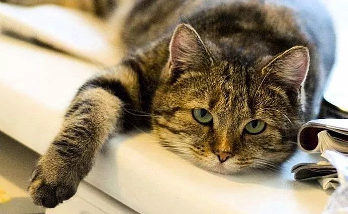 Bagaimana diabetes mellitus bermanifestasi pada kucing?