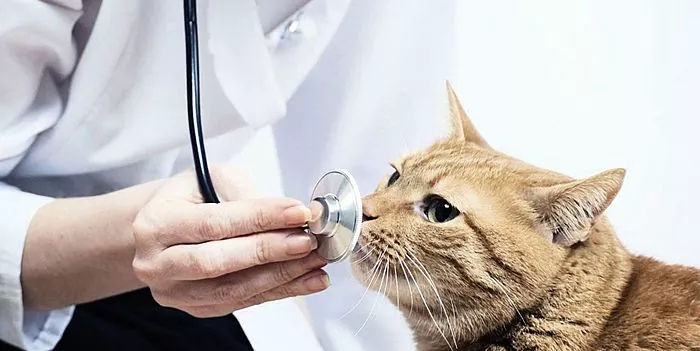 Bagaimana diabetes mellitus bermanifestasi pada kucing?