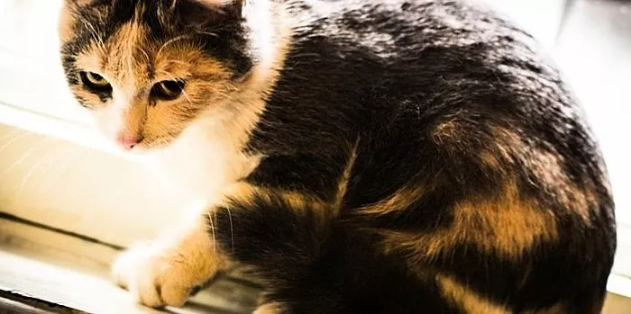 Apa rahasia warna tricolor kucing dan mengapa praktis tidak ada jantan dengan warna ini?