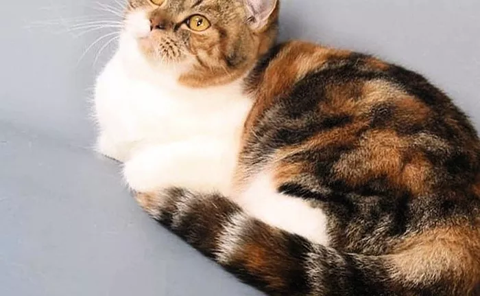 Apa rahasia warna tricolor kucing dan mengapa praktis tidak ada jantan dengan warna ini?