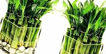 Neparasts bambusa augs: mēs augam mājās