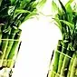 Szokatlan bambusz növény: otthon növekszünk