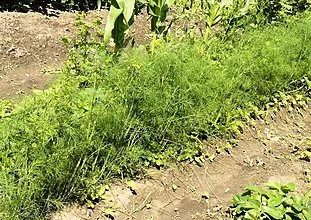 How to plant dill and parsley in the country to get a rich harvest