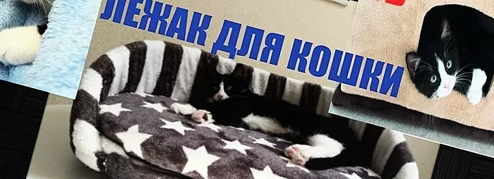 Cara melatih kucing ke tempat tidur: rekomendasi untuk pemilik
