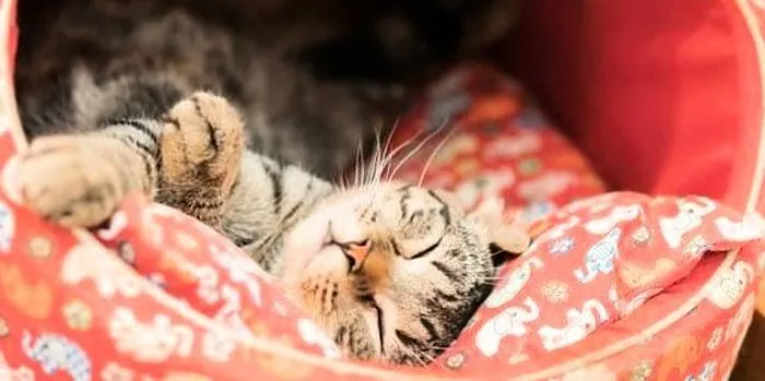 Cara melatih kucing ke tempat tidur: rekomendasi untuk pemilik