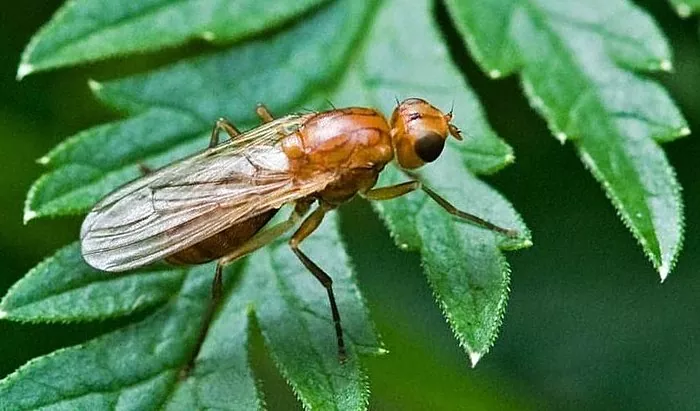 Cara menyingkirkan lalat wortel - teknik pertanian yang tepat dan pengobatan tradisional