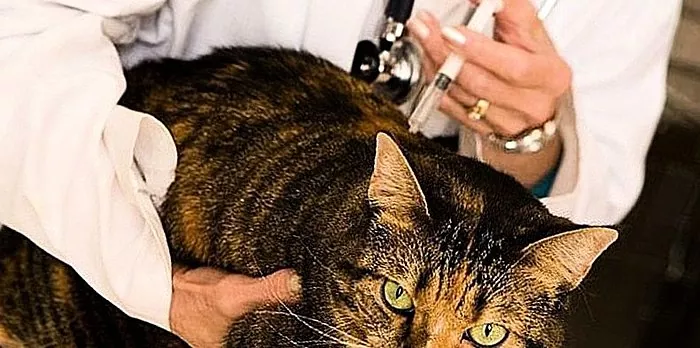 Kasside vaktsineerimise reeglid ja skeem, loomade hooldus pärast protseduuri