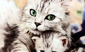Pravidlá a schéma očkovania mačiek, starostlivosť o zvieratá po zákroku