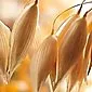 Umur panjang dalam bijirin: rawatan oat