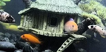 Fish house: grundläggande parametrar