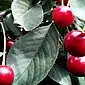 Mga uga nga cherry: pag-andam sa usa ka cherry sa balay