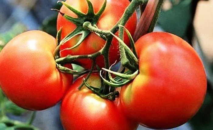 Tomatid raseduse ajal - kas see on võimalik või mitte?