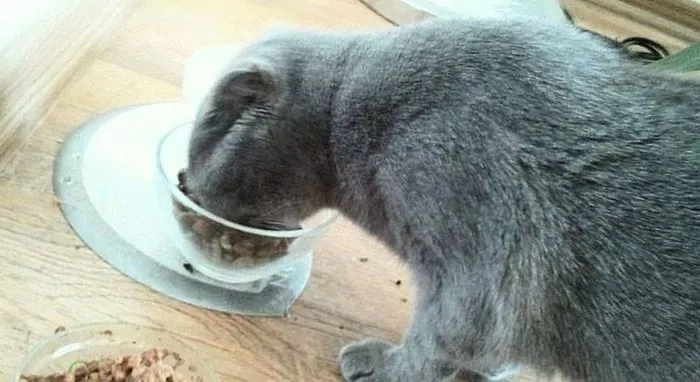 飼い猫の食欲を改善する方法は？