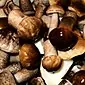 Cara membuat acar jamur aspen untuk musim dingin: resep terbaik