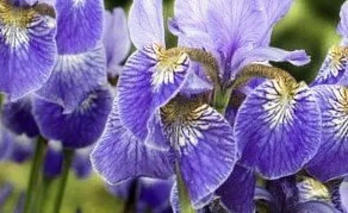 Okras za vrt ali cvetlično posteljo - čudovite rože irisov