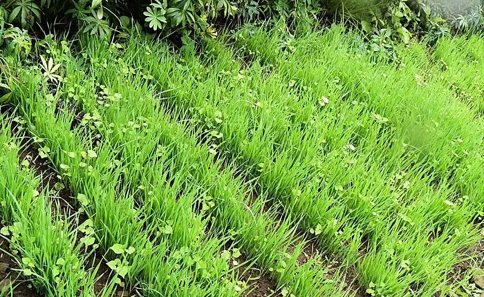Alfalfa met de hand zaaien: regels en aanbevelingen