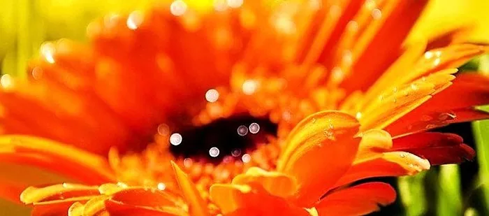 Što je narančasta: svijetli naglasci u našem životu
