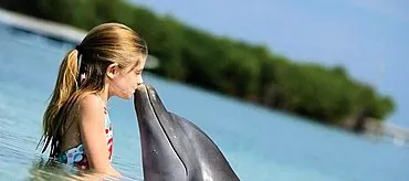 טיפול בדולפינים: יתרונות לגוף, השפעות חיוביות