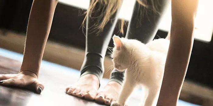 Um simples exercício para gatos é bom para as costas e eficaz para queimar gordura