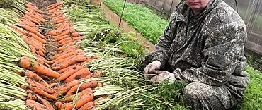 Menanam wortel di lapangan terbuka: tips untuk tukang kebun