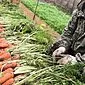 Cultiu de pastanagues al camp obert: consells per als jardiners