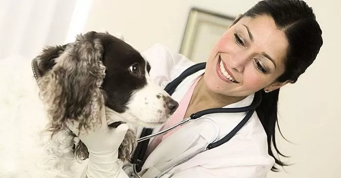 Ušna grinja u pasa: uzroci, liječenje, prevencija