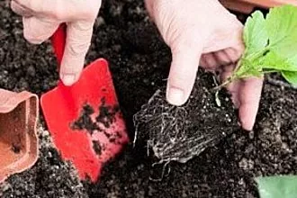 Belajar menanam aster di tanah terbuka