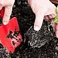 Učenje saditi astre na odprtem terenu