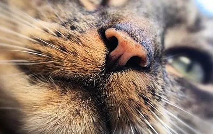 Η γάτα σας έχει ζεστά αυτιά και ξηρή μύτη - ασθένεια ή συχνή;