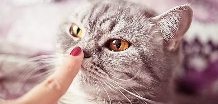 El vostre gat té les orelles calentes i el nas sec, una malaltia o un fet freqüent?