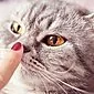 Ima li vaša mačka vruće uši i suh nos - bolest ili česta pojava?