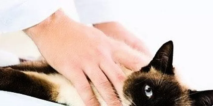 Kronično zatajenje bubrega u mačaka: znakovi, simptomi, liječenje