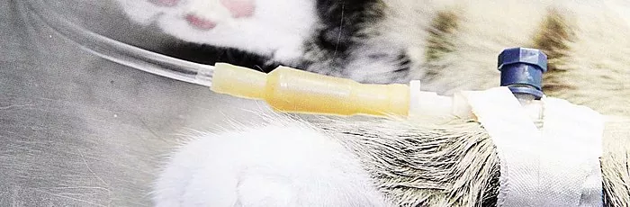 猫の慢性腎不全：兆候、症状、治療