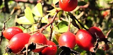 Rosehip compote recipe: preparation of a healthy and tasty drink, its benefits and harms